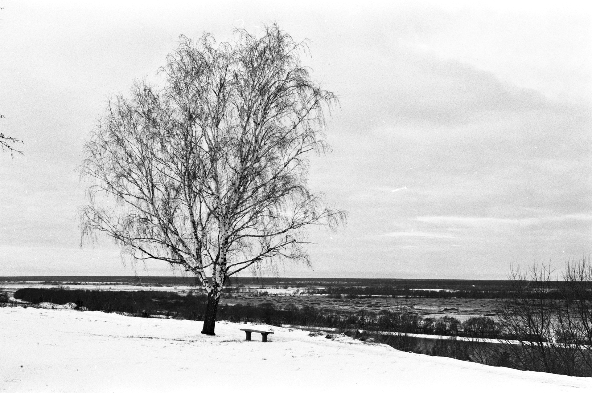Береза